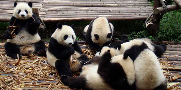 la Base de investigación de la crianza de Panda de Chengdu