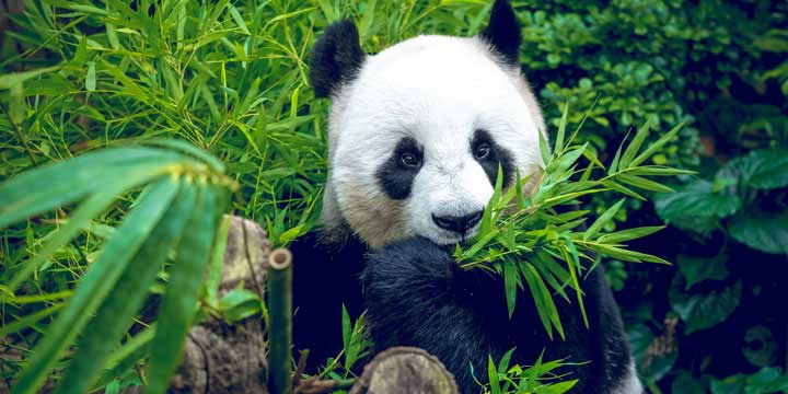 El Base de Cria e Investigacion de Panda de Chengdu