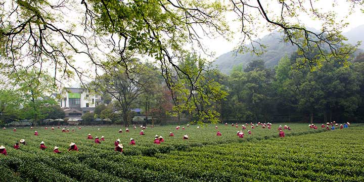 Meijiawu Tea Village